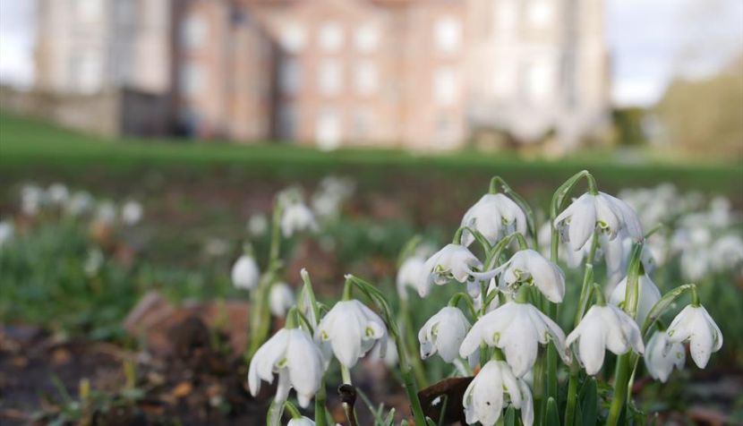 Snowdrops at Mottisfont